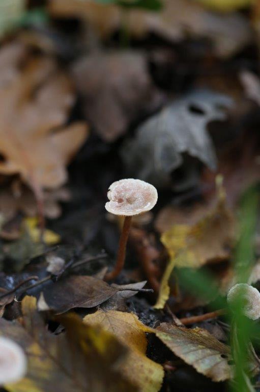 Bois de Belleau - 02400 - Belleau - 24 octobre 2020