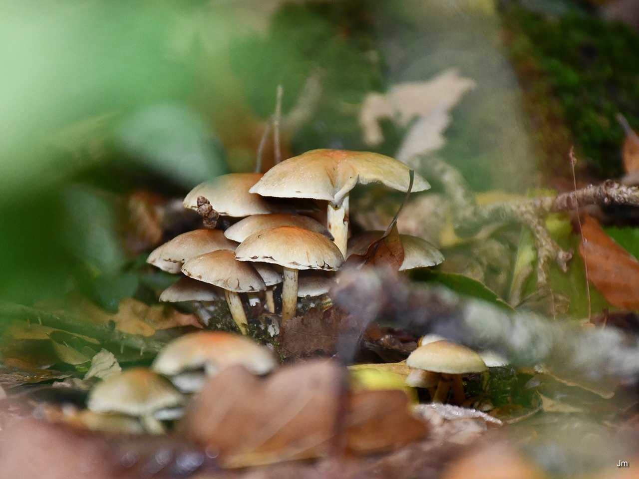 Bois de Belleau - 02400 - Belleau - 24 octobre 2020